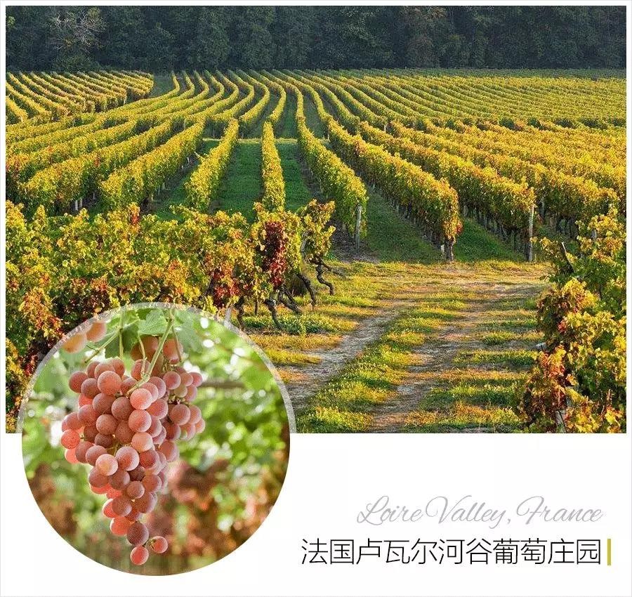 名膜壹号的葡萄籽精华怎么样,名膜壹号葡萄籽精华10粒装