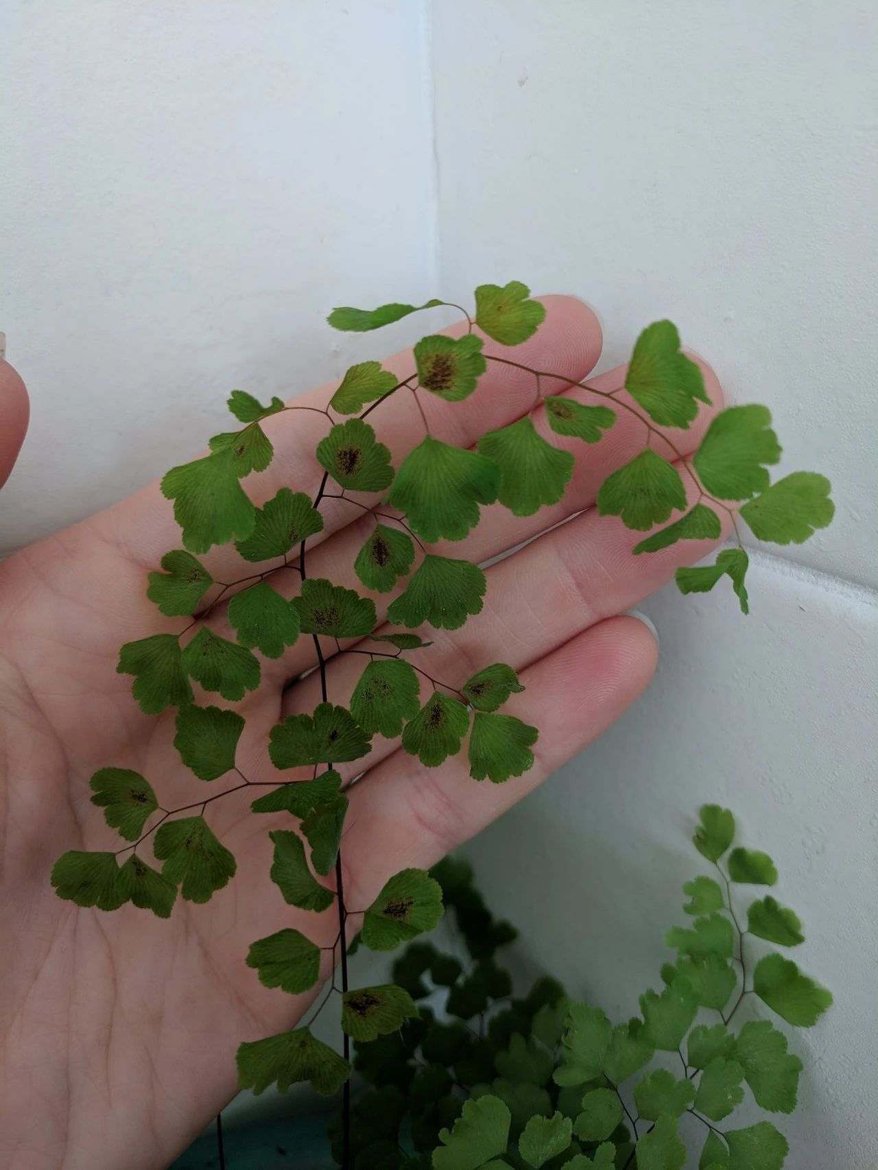 铁线蕨类植物如何繁殖,铁线蕨的养护方法及注意事项