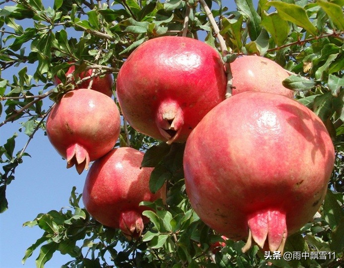 石榴怎么养才开花,石榴怎么养才好养活