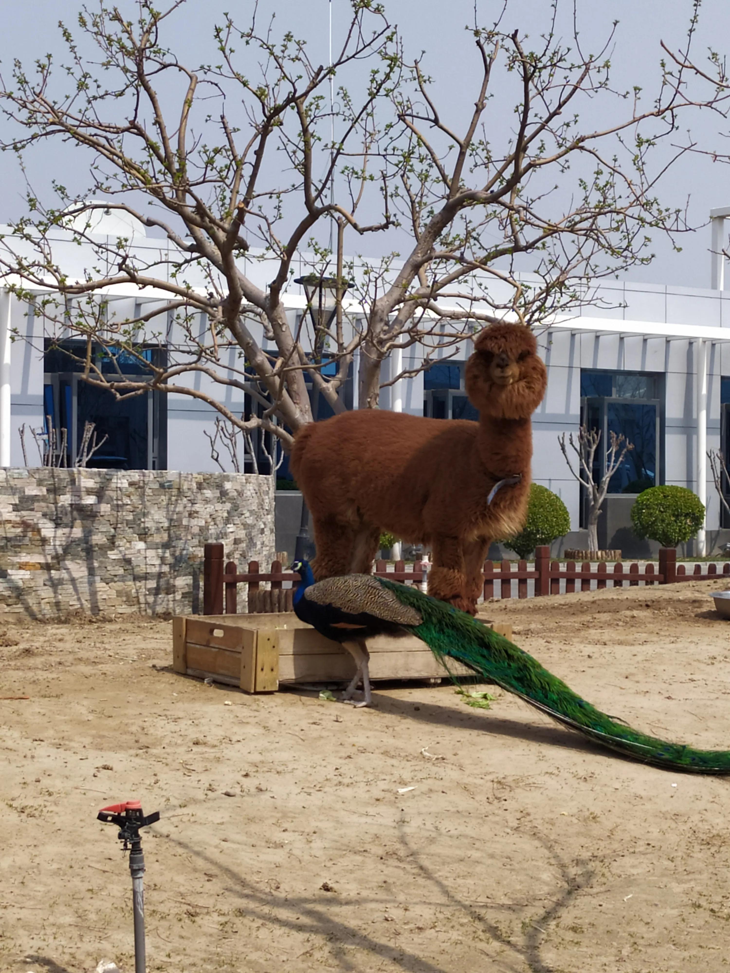 东方时尚驾校微博,东方时尚驾校相关视频