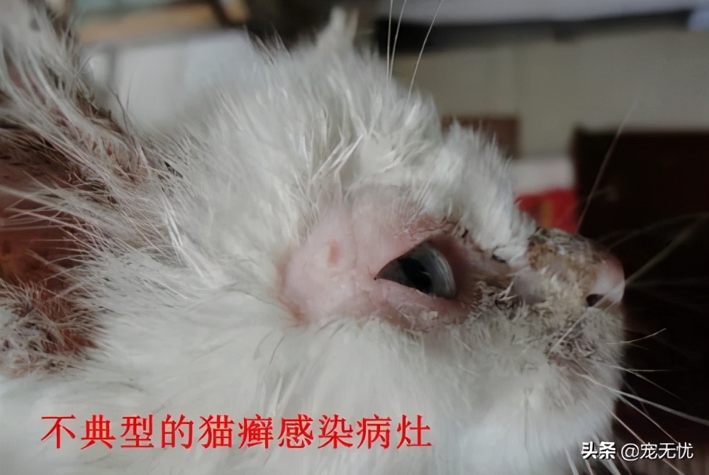 猫咪感染猫癣？不要急，这篇文章全部给你解决