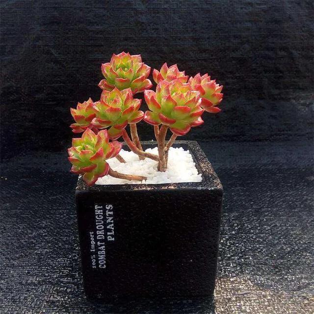 蒂亚多肉适不适合阳台,花卉市场的月季怎么样