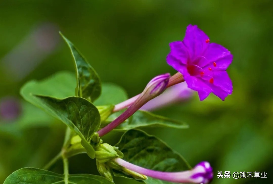 温馨紫茉莉,好看的紫茉莉