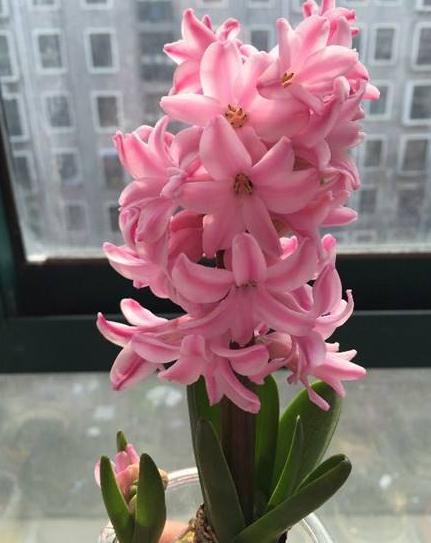 狠心来“一刀”，丢到水瓶中能花开3个月