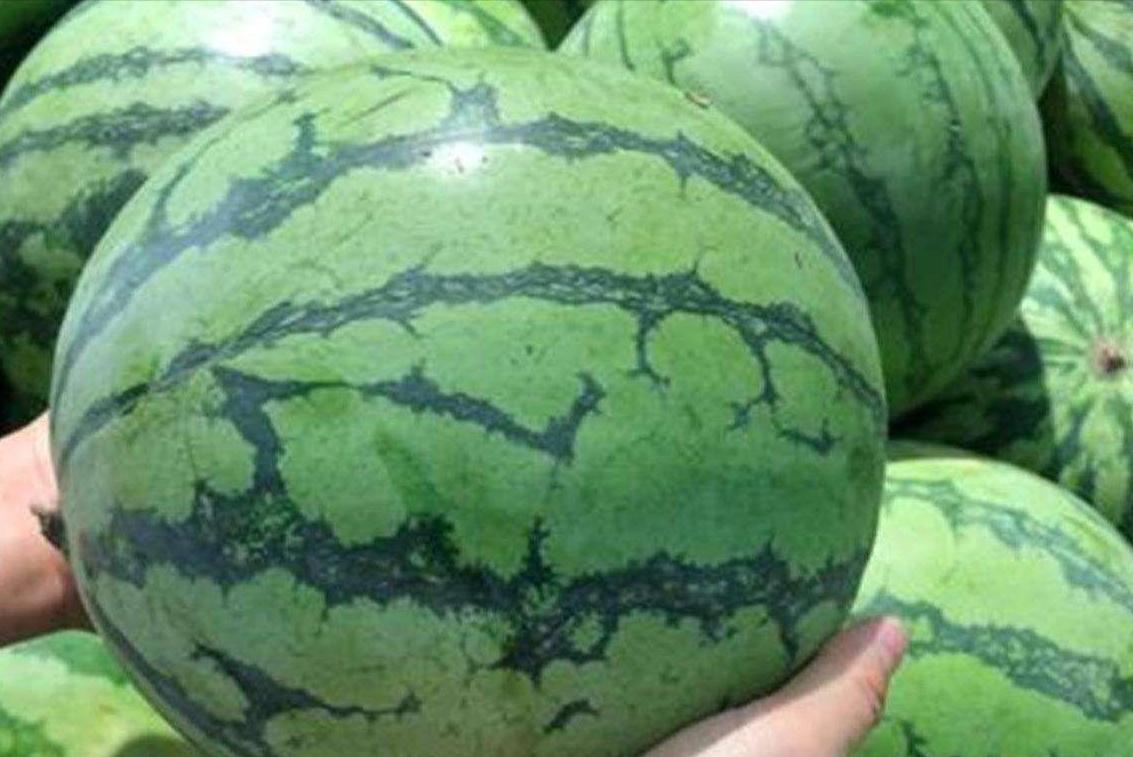买西瓜认准这四点保证香甜多汁,买西瓜怎么挑选好瓜