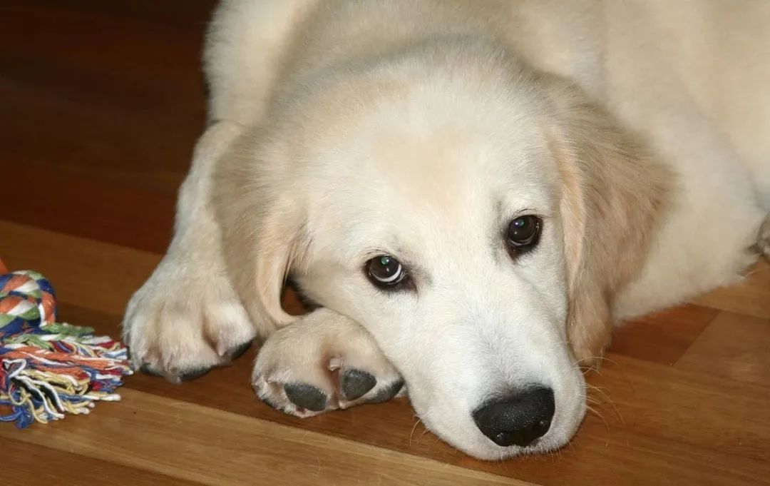 为什么有的金毛很黑,金毛为什么那么烦人