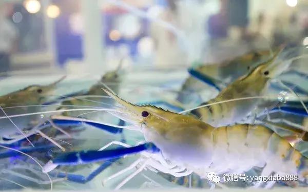 白对虾养殖正常死亡率,对虾病致死