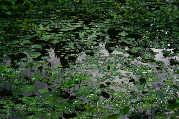 涔愯嚦鑽疯姳鎽勫奖浣滃搧娆ｈ祻,涔愯嚦鍗拌薄鎽勫奖