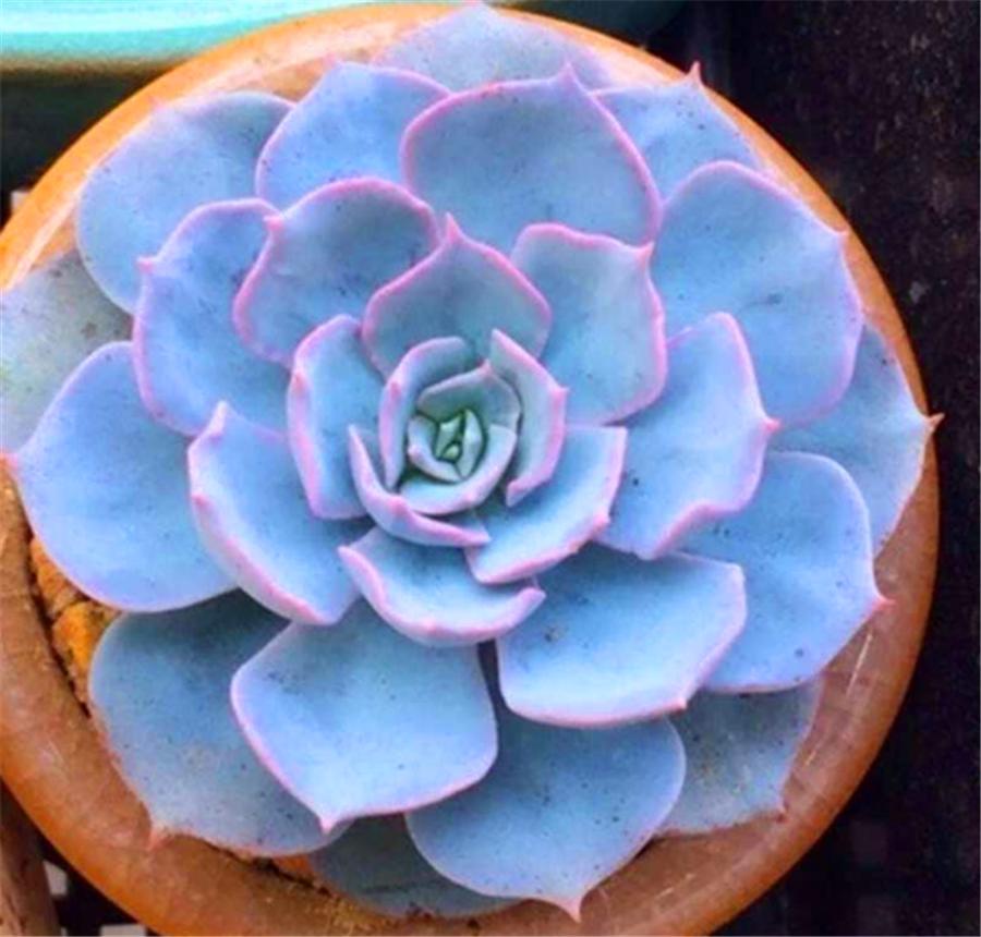 多肉蓝石莲最佳状态,多肉蓝石莲和蓝色惊喜一样吗