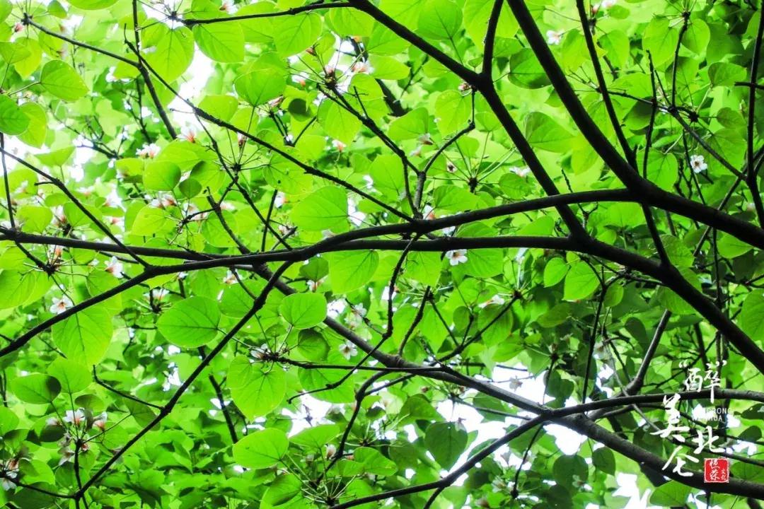 北仑摩天轮俯瞰北仑,可俯瞰北仑