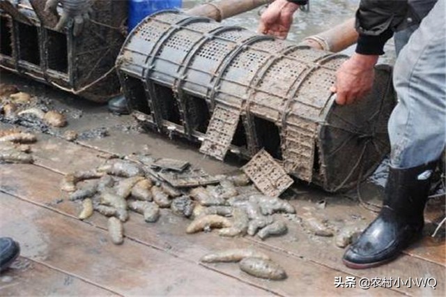 海参怎么养才会长得快,海参怎么养才能快速发