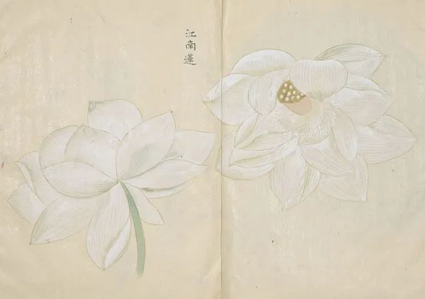 繁华过后一盏清茗也能品出百味,繁华之后静立于世