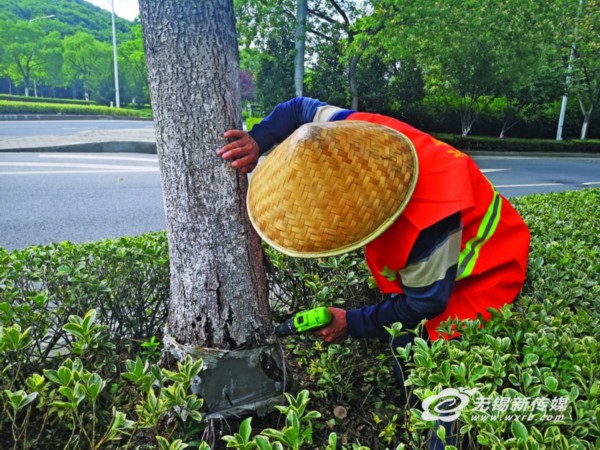 无锡天牛“横行”，三分之一行道树有风险，“小蓝瓶”别随便拔