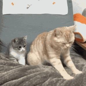 为什么猫咪会攻击人怎么解决,猫咪为啥会猛烈攻击孩子