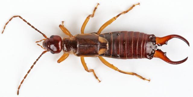 瓢虫害虫和益虫的区别图,益虫害虫有哪些视频