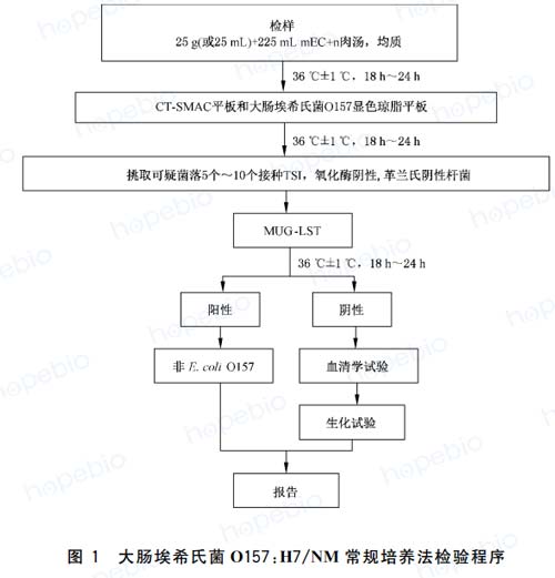 大肠埃希菌培养,大肠埃希菌70%正常吗