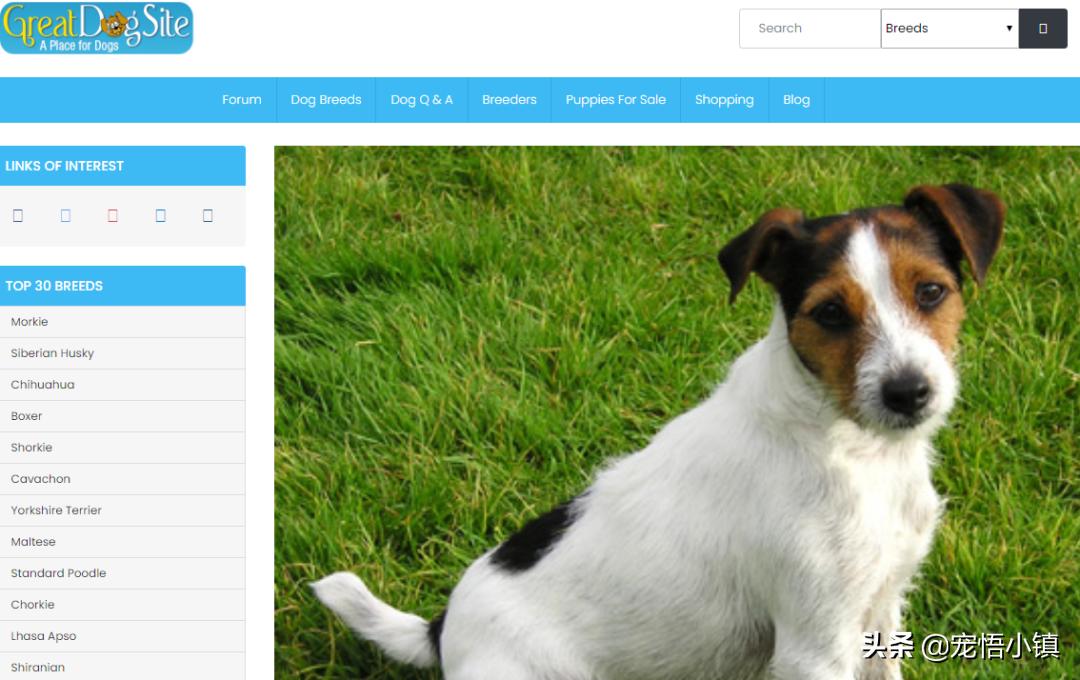 国外最热门宠物网站排名榜,宠物网站排行榜前十名