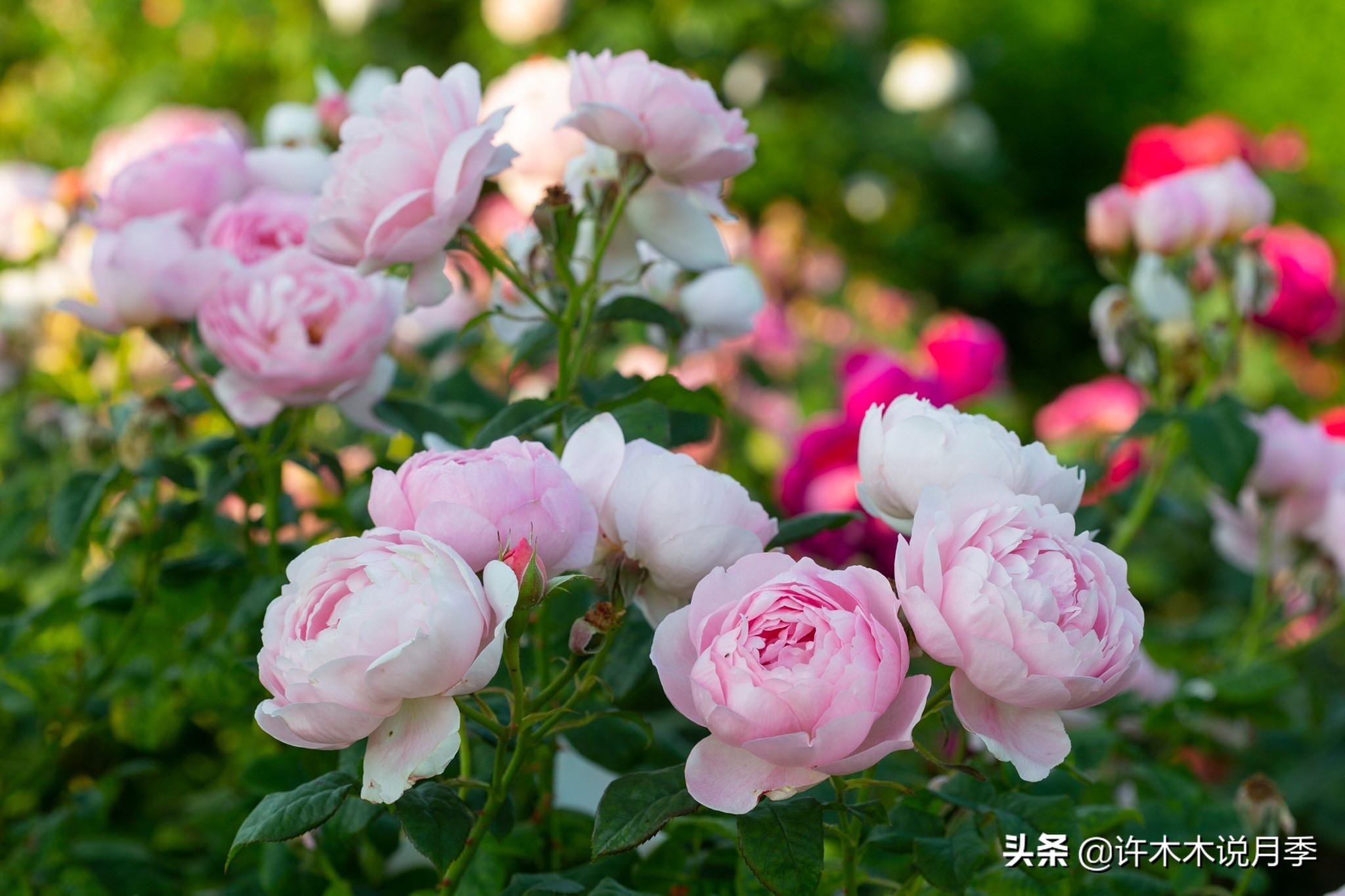 养月季不能忽视的10个问题，新手扫盲教程，快速入门月季养护