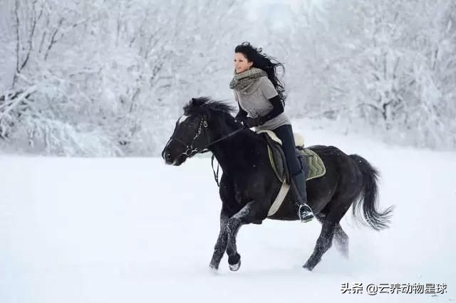 必备的马术知识,马术能不能速成