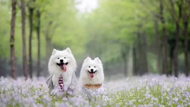 宠物相亲系“非法同居”，离“红火兴旺”还要多久？