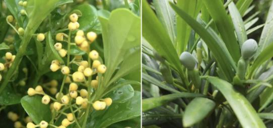 花1000块洗牙美白，效果输给一支烟民牙膏！新西兰人用它白了97年