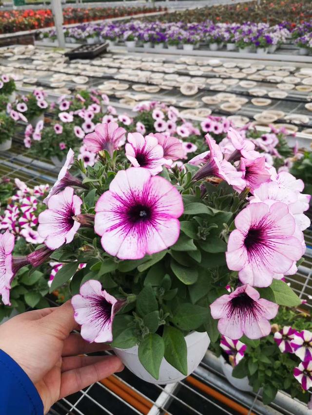 连栋温室玻璃大棚一亩地多少钱,3000平连栋温室大棚价格