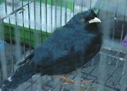 椋鸟怎么喂才能活下来,黄鹂鸟的驯养