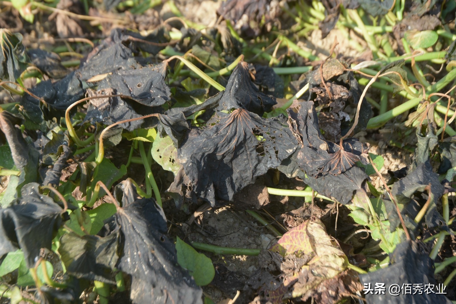 霜打过的菜为啥是甜的,霜打的蔬菜为什么会甜