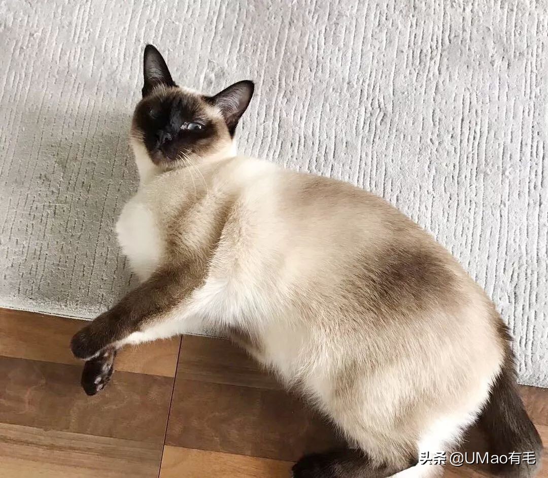 胖橘猫和黑猫,橘猫黑猫白猫哪个最可爱