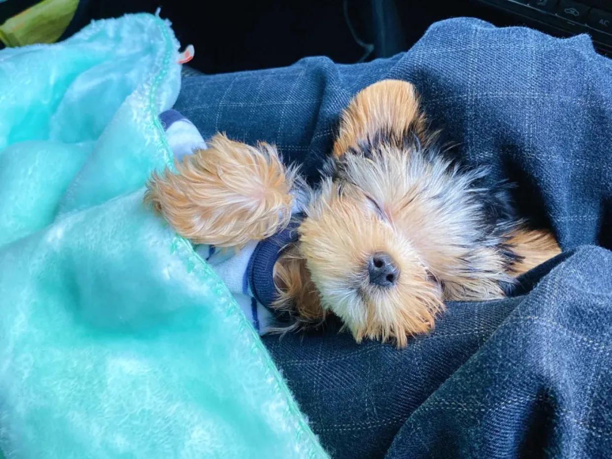 约克夏常见疾病及处理办法,一般约克夏会有什么病