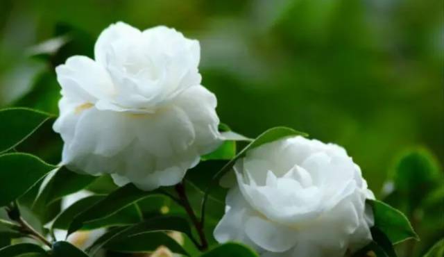 中国十大名花你认识几种呢,中国十大名花你喜欢哪种呢