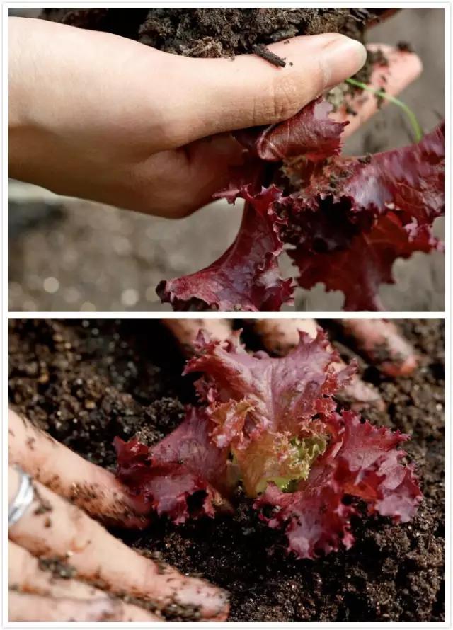 教你打造一米菜园,自家菜园教程新手入门