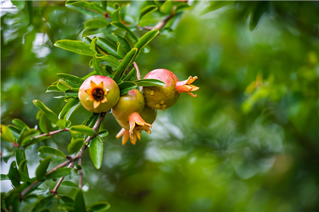 直径5公分高杆软籽石榴树苗价格,二年嫁接软籽石榴树苗多少钱一棵