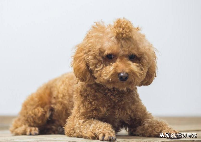 流浪宠物小泰迪怎么养好,一只小泰迪的乐趣