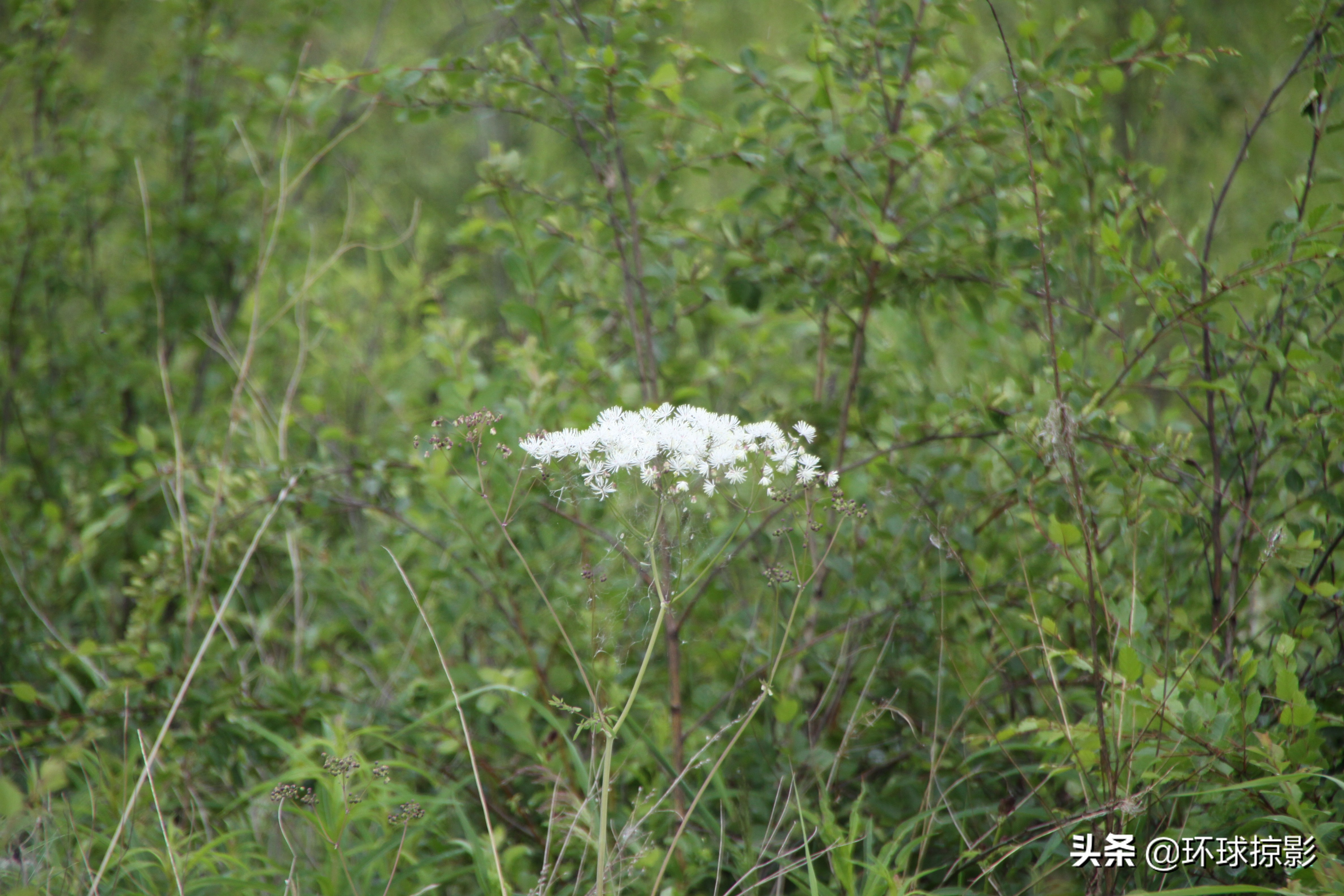 8月份漠河,呼伦贝尔8月中旬