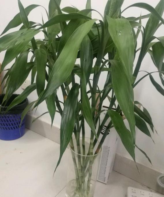 养富贵竹最正确方法,怎么样才能让富贵竹养活