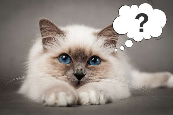 你知道猫几条命吗,猫疥疮的症状及治疗方法