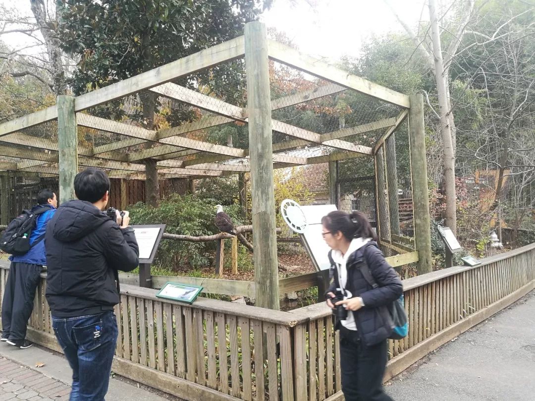 亚特兰大动物园,亚特兰大动物园和华盛顿动物园