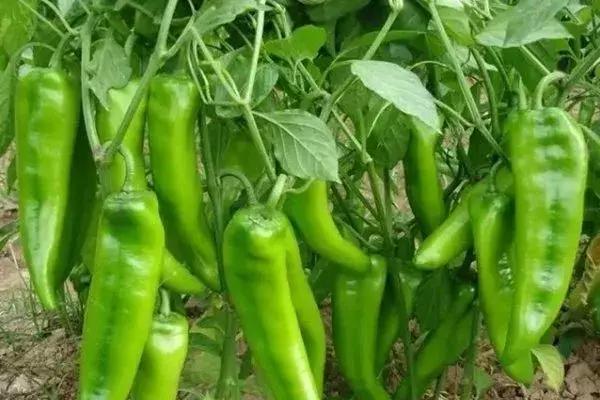 全世界辣椒排行榜前十,世界上十大辣椒排行榜