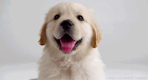 盘点金毛犬的优点和缺点,金毛欢迎光临