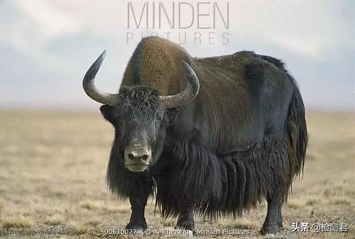 动物毛怎么收藏,各种动物毛纤维