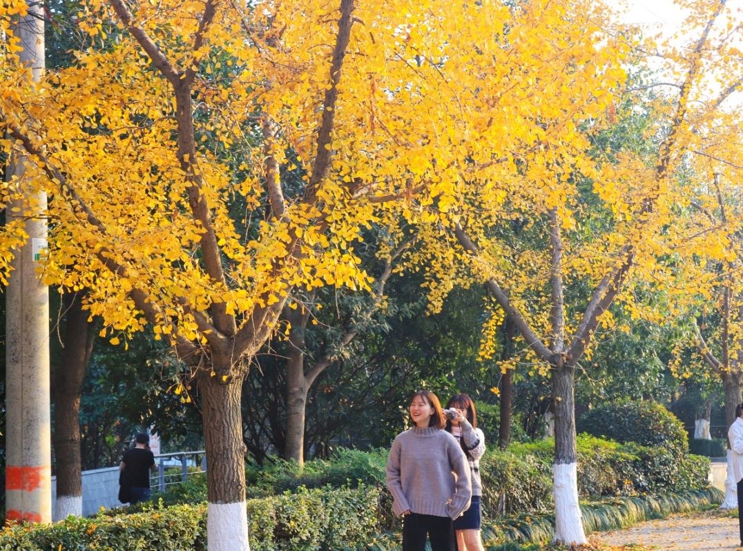 温州茶山大学城的银杏林变黄了，相约一起拍美照吧