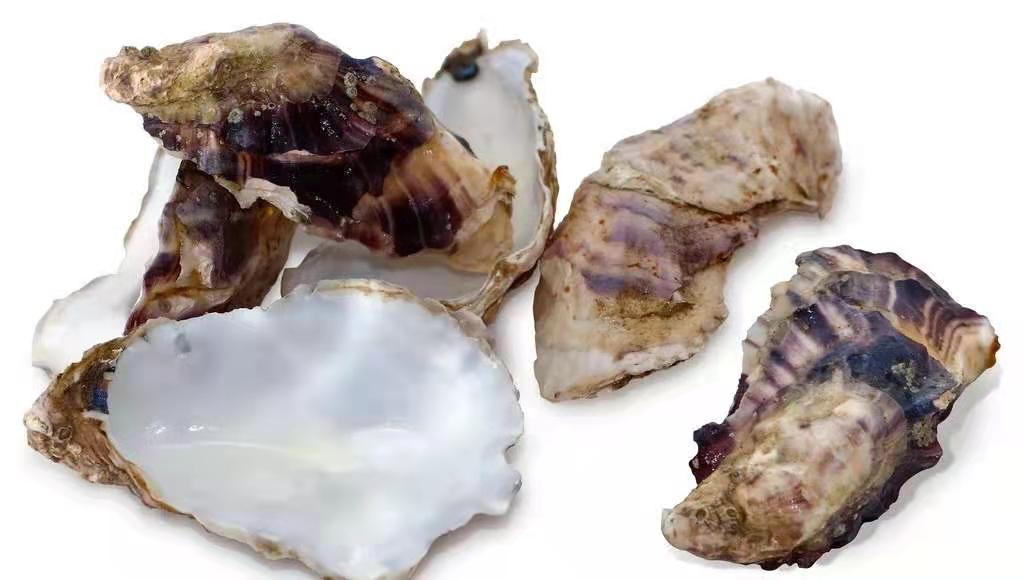 贝壳粉有什么优点和缺点,海藻泥和贝壳粉的优缺点