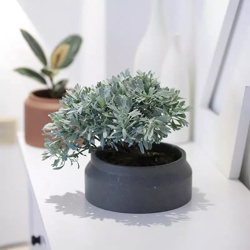 94种常见唯美观叶植物,会开花的绿色硬叶植物