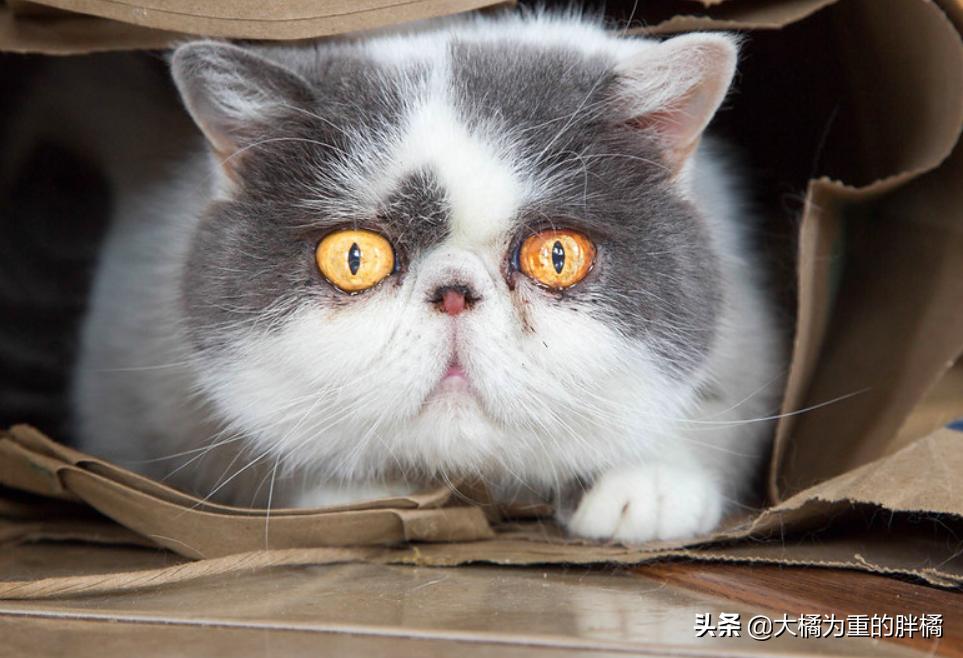 加菲猫在没人的时候乱撒娇,是什么让你选择了宠物