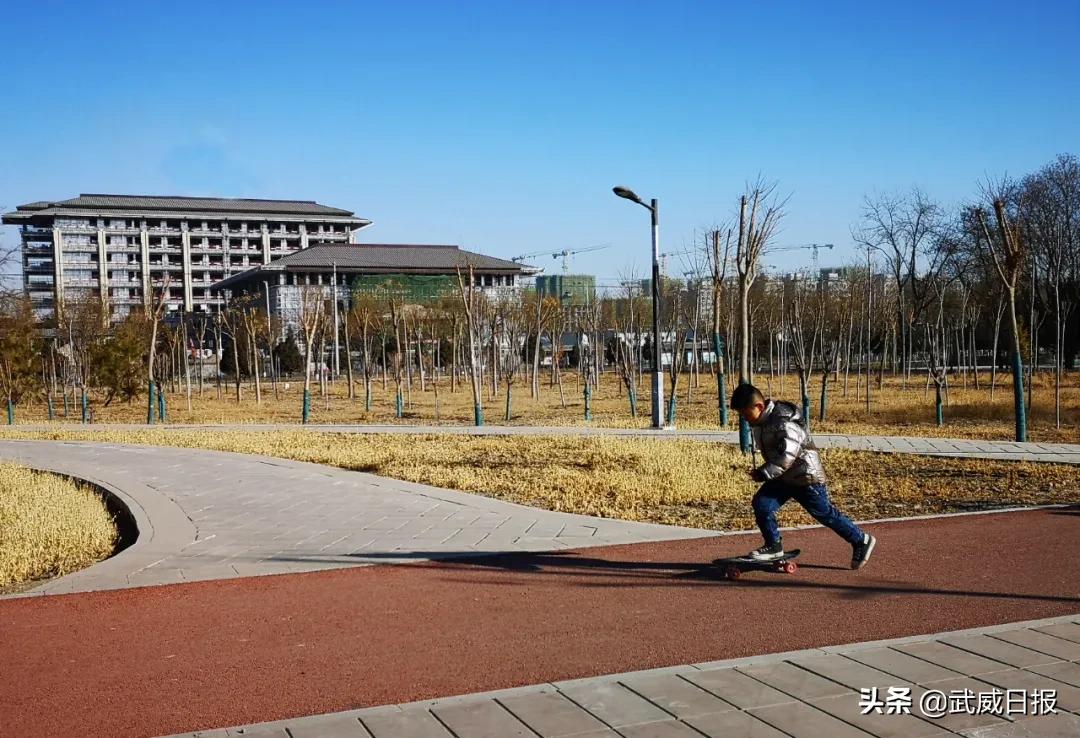 嘘！听说武威有棵树，四个人都抱不住