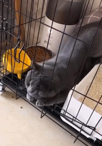 英国短蓝猫好养吗,千万别养蓝猫