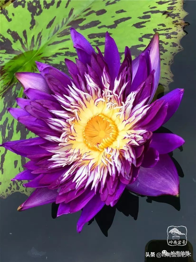 番禺莲花山有什么,莲花山上哪座莲花最多