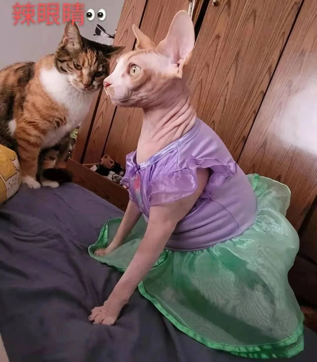 小猫咪换装公主裙,小猫咪穿上可爱漂亮的裙子