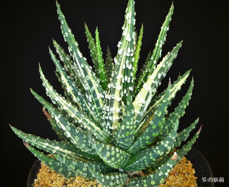 多肉玉露寿的品种图鉴,多肉植物欣赏